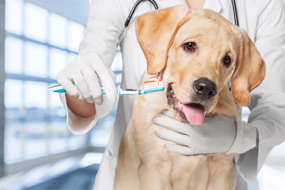 dog brush teeths