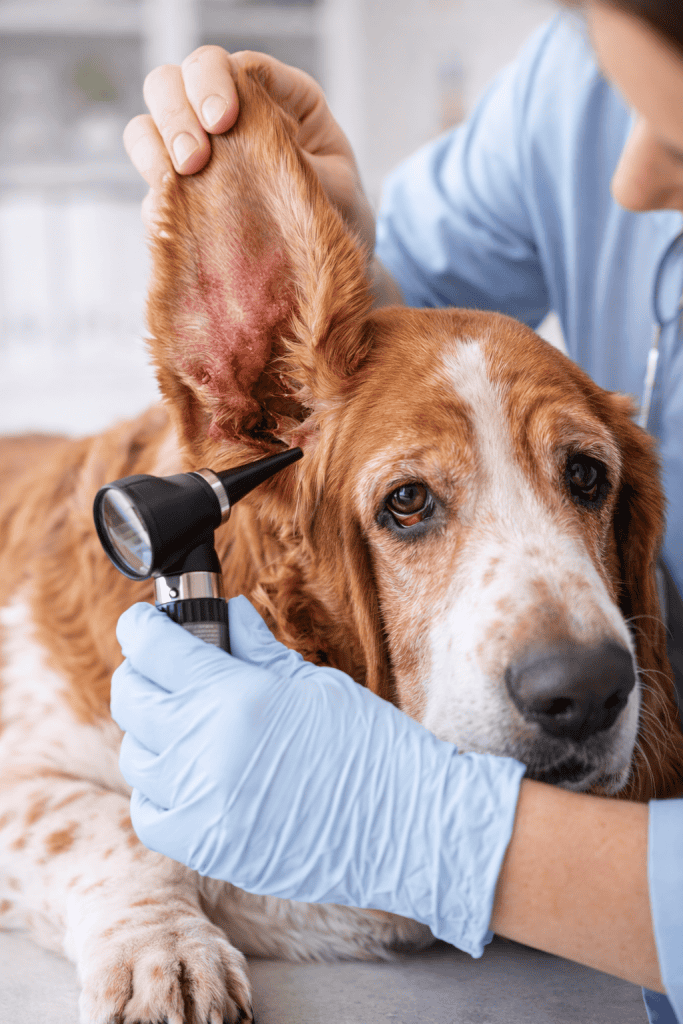 Veterinarian examining a dog’s infected ear using an otoscope during a veterinary checkup.